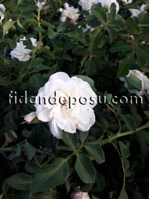 ROSA SPP. ( Beyaz renkli sarmaşık gül) FİDANI - 