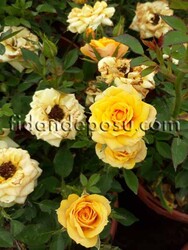 ROSA SPP. (Sarı renkli minyatür gül) FİDANI - 1