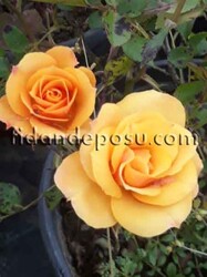 ROSA SPP. (Sarı renkli minyatür gül) FİDANI - 2