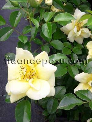 ROSA SPP. (Sarı renkli peyzaj gülü) FİDANI - 