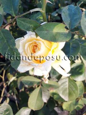 ROSA SPP. ( Sarı renkli sarmaşık gül) FİDANI - 