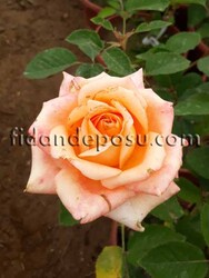 ROSA SPP. (Somon renkli gül ) FİDANI - 1