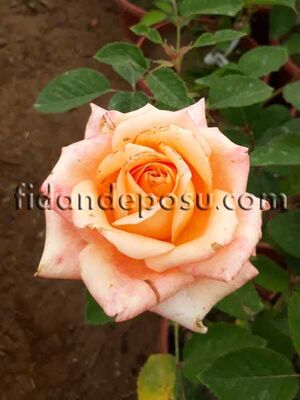  - ROSA SPP. (Somon renkli gül ) FİDANI