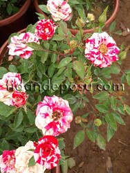 ROSA SPP. (Türkiyem minyatür gül) FİDANI - 1
