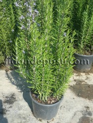 ROSMARINUS OFFICINALIS (Biberiye,kuşdili) BİTKİSİ - 3