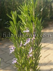 ROSMARINUS OFFICINALIS (Biberiye,kuşdili) BİTKİSİ - 2