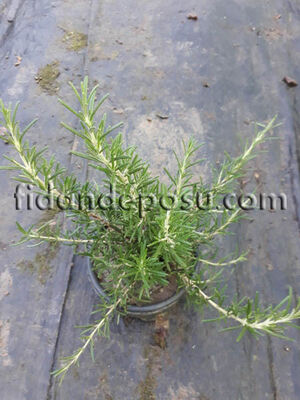 ROSMARINUS OFFICINALIS PROSTRATUS(Yayılıcı biberiye) BİTKİSİ - 