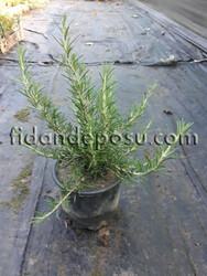 ROSMARINUS OFFICINALIS PROSTRATUS(Yayılıcı biberiye) BİTKİSİ - 2