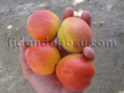ROXANA KAYISI FİDANI - 