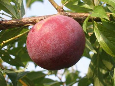 RUBY CRUNCH ERİK FİDANI - 