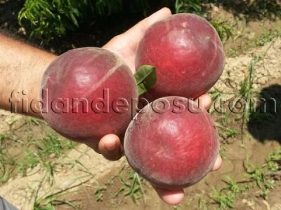 RUBY RİCH ŞEFTALİ FİDANI - 