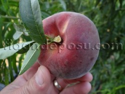 RUBY RİCH ŞEFTALİ FİDANI - 3