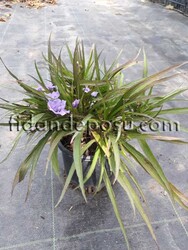 RUELLIA BRITTONIANA (Bodur ruvelya,Meksika petunyası) BİTKİSİ - 1