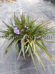 RUELLIA BRITTONIANA (Bodur ruvelya,Meksika petunyası) BİTKİSİ - Thumbnail