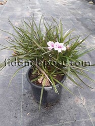 RUELLIA BRITTONIANA (Bodur ruvelya,Meksika petunyası) BİTKİSİ - 2