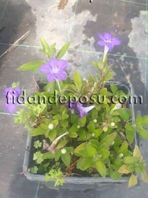  - RUELLIA HUMULİS (Yayılıcı Meksika petunyası) BİTKİSİ