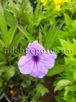  - RUELLIA SIMPLEX (Meksika petunyası) BİTKİSİ