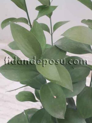 RUSCUS HYPOGLOSSUM(At dili) BİTKİSİ - 