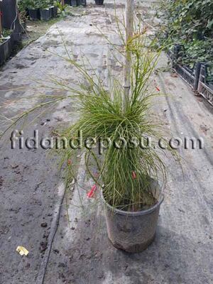 RUSSELIA EQUISETIFORMIS (Kırmızı mercan çiçeği,Çeşme çalı) BİTKİSİ - 
