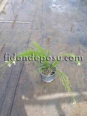 RUSSELIA EQUISETIFORMIS'ALBA' (Beyaz mercan çiçeği,Çeşme çalı) BİTKİSİ - 