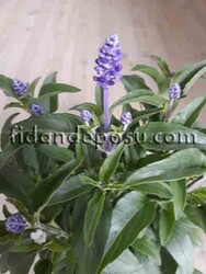 SALVIA FARINACEA (Mavi Adaçayı) BİTKİSİ - Thumbnail