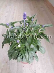 SALVIA FARINACEA (Mavi Adaçayı) BİTKİSİ - Thumbnail