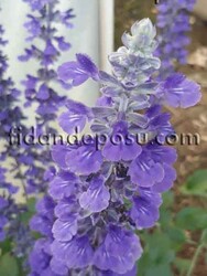 SALVIA FARINACEA (Mavi Adaçayı) BİTKİSİ - 1