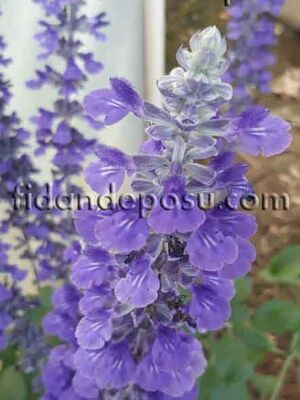 SALVIA FARINACEA (Mavi Adaçayı) BİTKİSİ - 