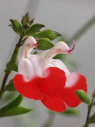 SALVİA MİCROPHYLLA 'HOT LİPS' (Kırmızı-beyaz çiçekli süs adaçayı) BİTKİSİ - 1