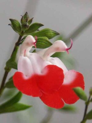  - SALVİA MİCROPHYLLA 'HOT LİPS' (Kırmızı-beyaz çiçekli süs adaçayı) BİTKİSİ