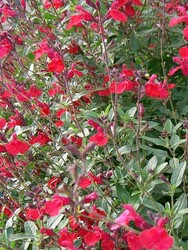 SALVİA MİCROPHYLLA (Kırmızı çiçekli süs adaçayı) BİTKİSİ - 1