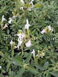 SALVİA MİCROPHYLLA 'PEG' (Beyaz çiçekli süs adaçayı) BİTKİSİ - Thumbnail