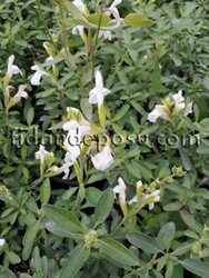 SALVİA MİCROPHYLLA 'PEG' (Beyaz çiçekli süs adaçayı) BİTKİSİ - 