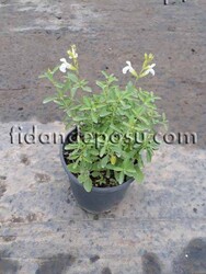 SALVİA MİCROPHYLLA 'PEG' (Beyaz çiçekli süs adaçayı) BİTKİSİ - Thumbnail