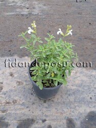 SALVİA MİCROPHYLLA 'PEG' (Beyaz çiçekli süs adaçayı) BİTKİSİ - 2