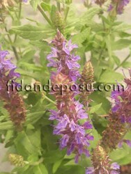 SALVIA NEMOROSA (Balkan Adaçayı,Yabani Adaçayı) BİTKİSİ - 