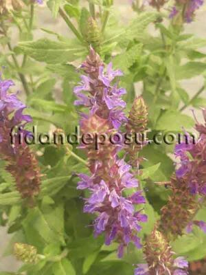 SALVIA NEMOROSA (Balkan Adaçayı,Yabani Adaçayı) BİTKİSİ - 