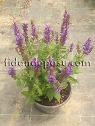 SALVIA NEMOROSA (Balkan Adaçayı,Yabani Adaçayı) BİTKİSİ - Thumbnail