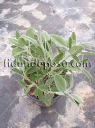 SALVİA OFFİCİNALİS (Tıbbi Adaçayı) BİTKİSİ - 1