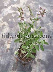SALVİA OFFİCİNALİS (Tıbbi Adaçayı) BİTKİSİ - 2