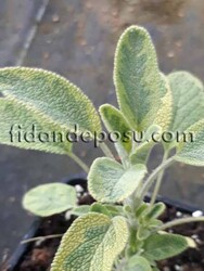 SALVİA OFFİCİNALİS'GOLDBLATT'(Altın Adaçayı) BİTKİSİ - 1