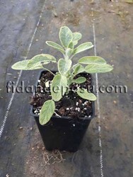 SALVİA OFFİCİNALİS'GOLDBLATT'(Altın Adaçayı) BİTKİSİ - 2