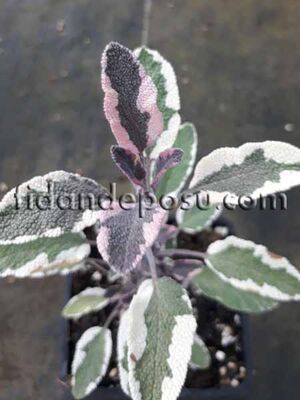 SALVİA OFFİCİNALİS'HEXENMANTEL'(Renkli Adaçayı) BİTKİSİ - 