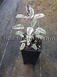 SALVİA OFFİCİNALİS'HEXENMANTEL'(Renkli Adaçayı) BİTKİSİ - 2