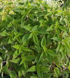SALVIA RUTILANS 'PİNO' (Ananas Adaçayı)BİTKİSİ - 1