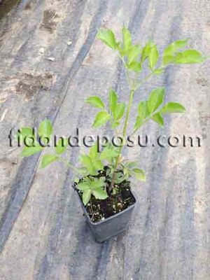 SAMBUCUS NİGRA(Kara Mürver)BİTKİSİ - 