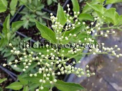 SAMBUCUS NİGRA(Kara Mürver)BİTKİSİ - 2