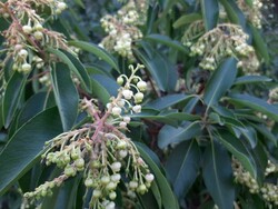 Sandal Ağacı (arbutus andrachne) Fidanı - 
