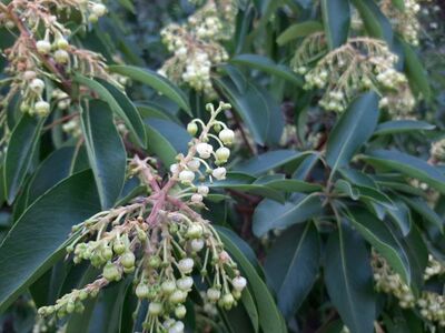 Sandal Ağacı (arbutus andrachne) Fidanı - 