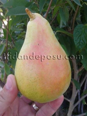 SANTA MARİA ARMUT FİDANI - 